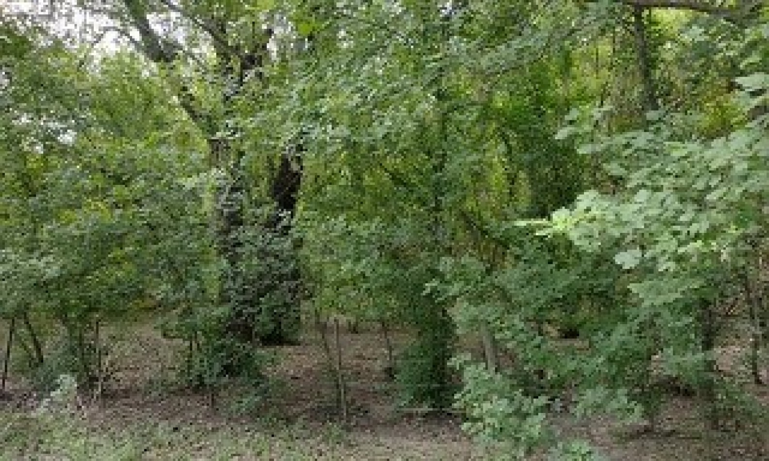 Lotes sobre Avenida Rio Suquia. Santa Rosa de Calamuchita.
